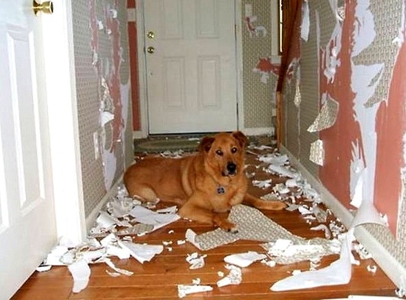 dog destroying living room