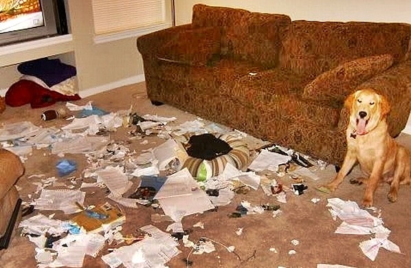 dog destroying living room
