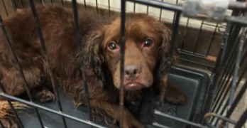 dog shelter condition rare medical stray helps rescue others animals claims almost