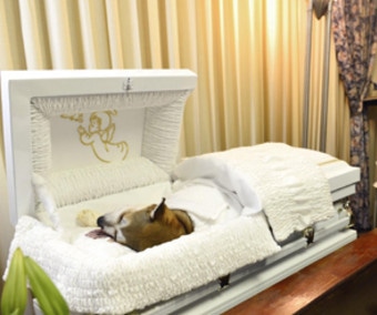 animal funeral home