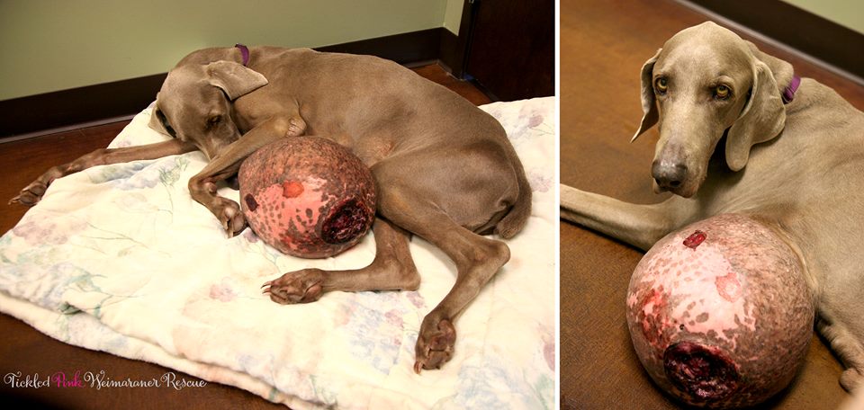 Twelve-Pound Tumor Removed from Rescued Weimaraner