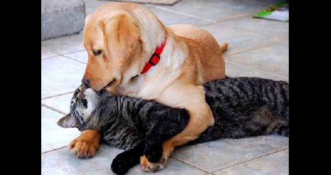 40 Dogs and Cats Who Just Love to Cuddle - Life With Dogs