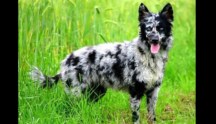 13 Coolest-Looking Dog Breeds - LIFE 