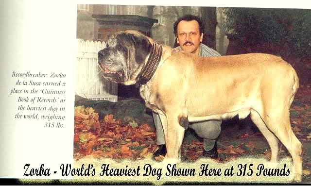 the worlds biggest dog ever according to guinness world records