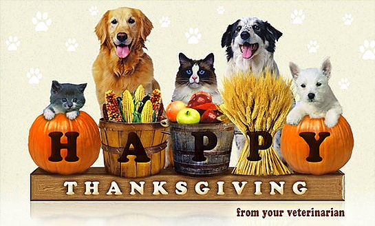 16 Best Doggie Thanksgiving Photos - Life With Dogs