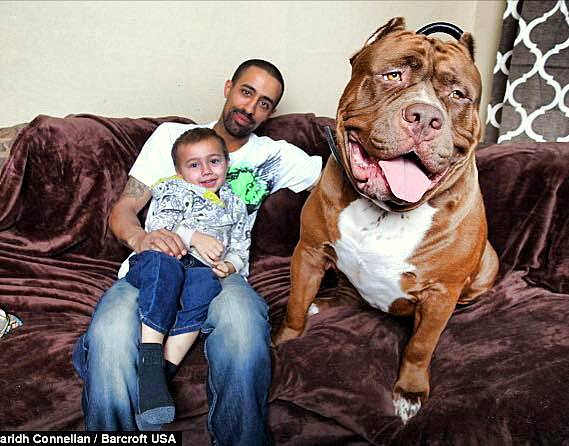 175Pound Pit Bull May Be Worlds Biggest Life With Dogs