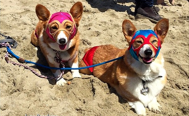 Over 600 Corgis Storm SoCal's Corgi Beach Day - Life With Dogs