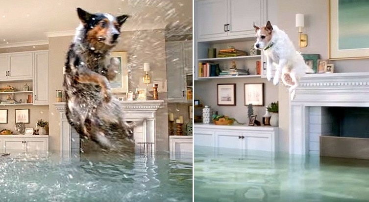 dog floods living room
