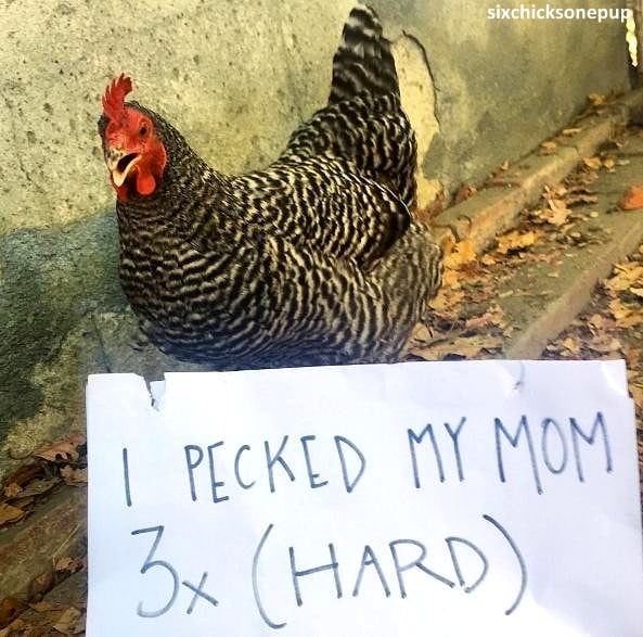 Puppy With Chickens for Siblings Is Determined to Be One of the Gang