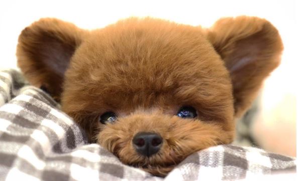 tiny dog that looks like a bear