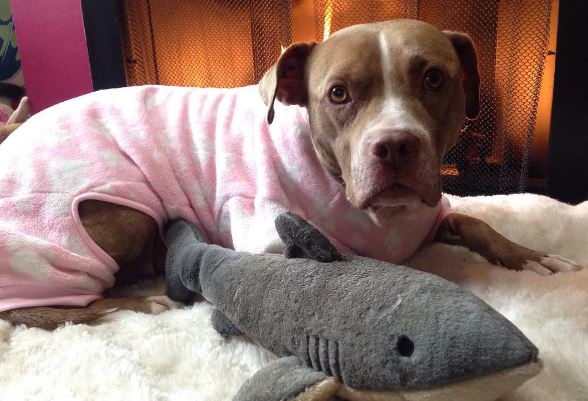 Long-Abused Pit Bull Who Never Knew Play Finds True Love In A Toy