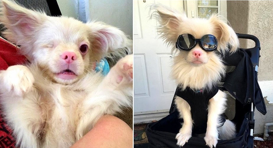 Adorable Albino Puppy Survives Against All Odds, and Now Has the Shades