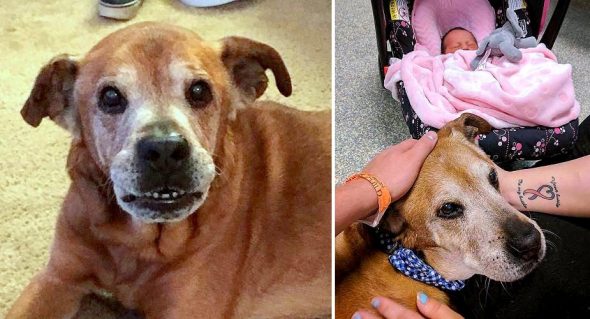 18-Year-Old Dog Stays Alive Just Long Enough to Meet His New Baby Sister