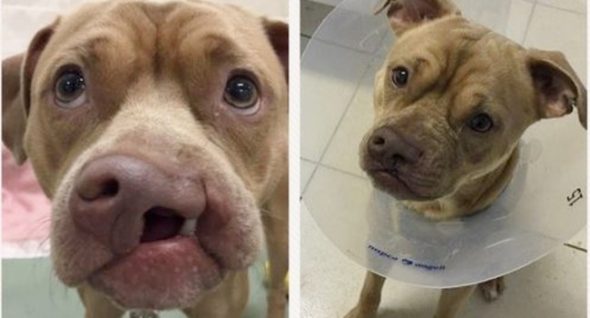 Dog With Cleft Palate Was In Shelter For Months Now Hes Adopted