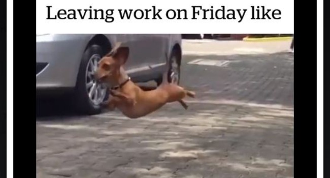Leaving Work On Friday Like...! - LIFE WITH DOGS
