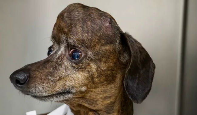 Amazing science! Dog with brain cancer got a new, 3D ...