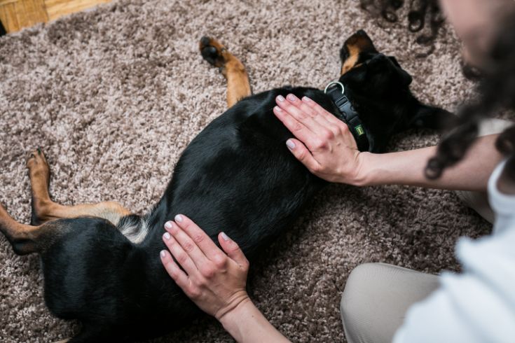 https://www.lifewithdogs.tv/wp-content/uploads/2023/04/Dog-Massage.jpg