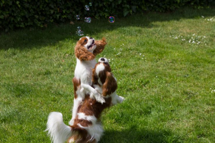 https://www.lifewithdogs.tv/wp-content/uploads/2023/04/Dog-chasing-bubbles.jpg